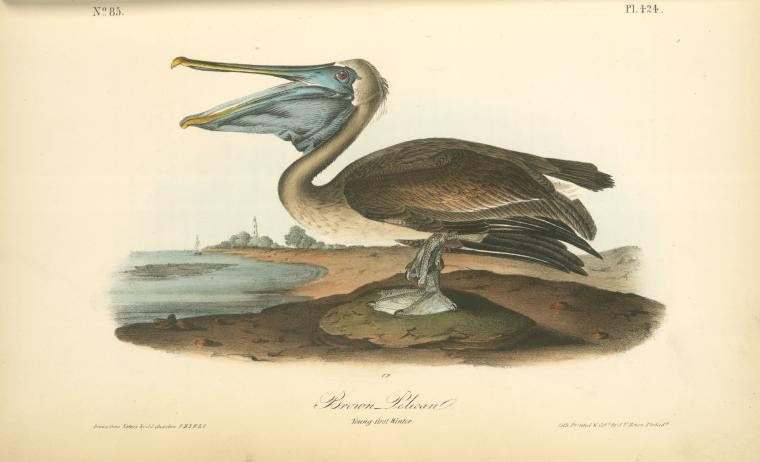 Brown Pelican. Young - first Winter, Digital ID
108688, New York Public Library