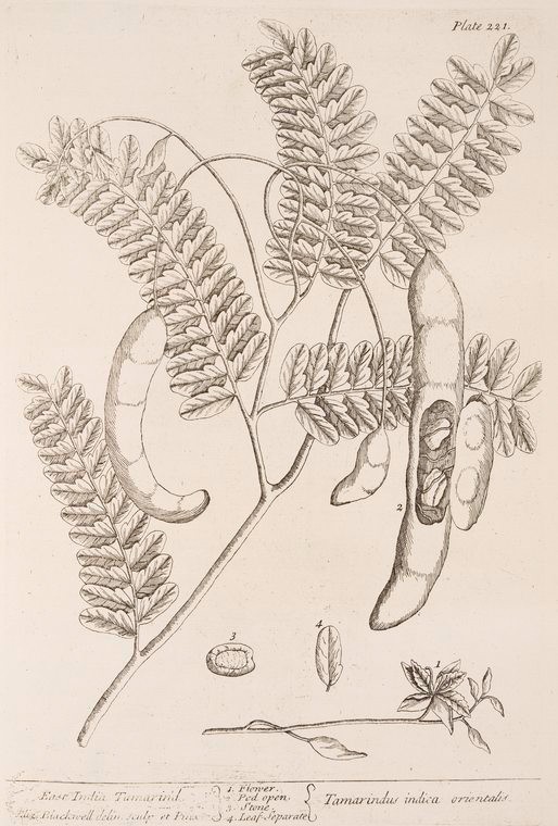 East India tamarind.,Tamarindus indica orientalis., Digital ID 1125940, New York Public Library