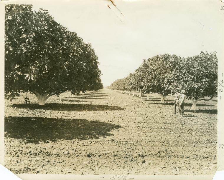 A fig orchard in the San Joaquin Valley, California