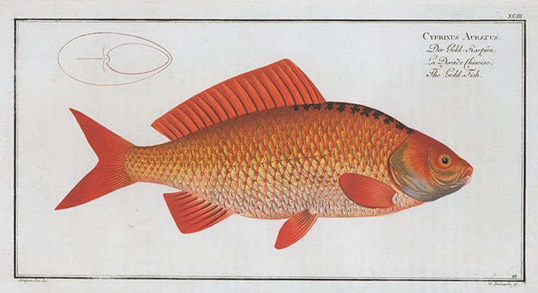 Cyprinus Auratus, The Gold-Fish., Digital ID 403929, New York Public Library