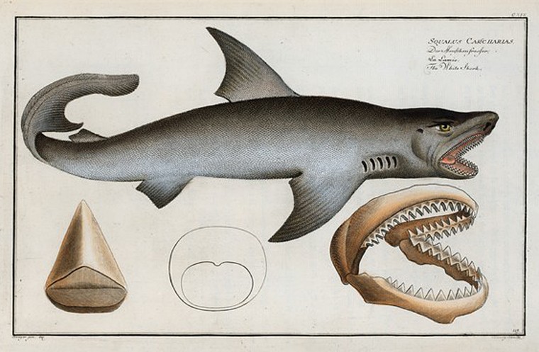 Squalus Carcharias, The White Shark., Digital ID 403958, New York Public Library