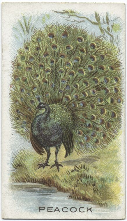 Peacock., Digital ID 411780, New York Public Library