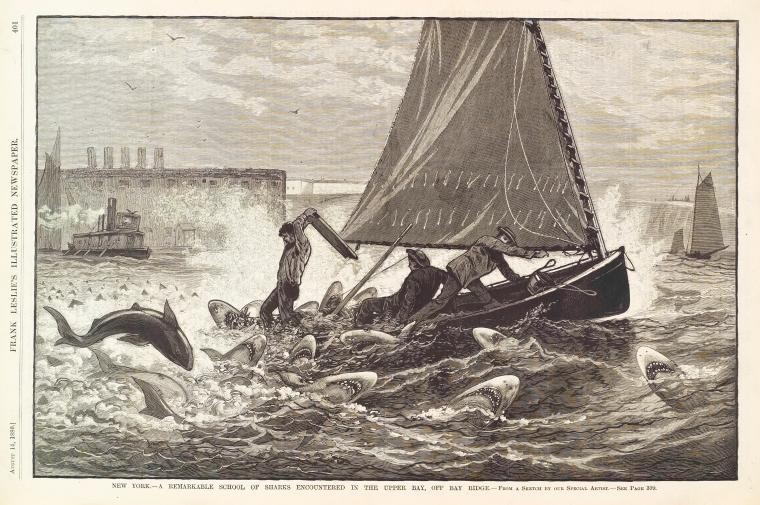 A remarkable school of sharks encountered in the upper bay, off Bay Ridge., Digital ID ps_grd_197, New York Public Library