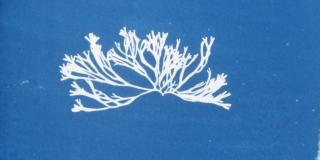 Algae cyanotype