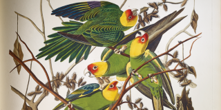 Historical illustration by John James Audubon of four parrots with green, red, and yellow plumage.