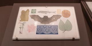 A large page with images of various things (a bat, a leaf, lace, etc)
