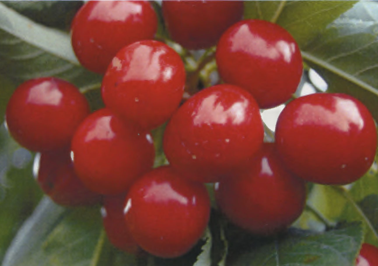Cherry tree named `FIRELAM`