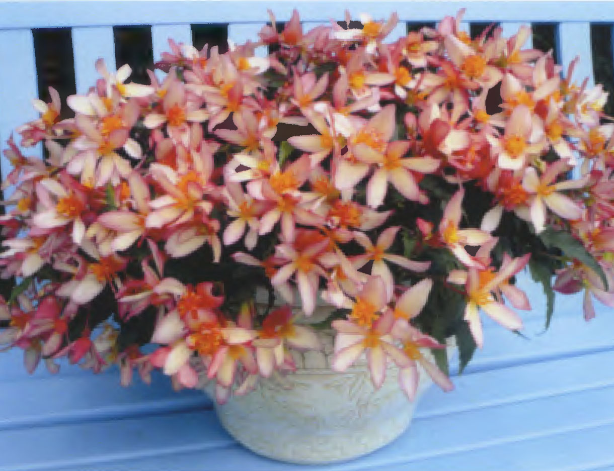 Begonia plant named `YANTANA`