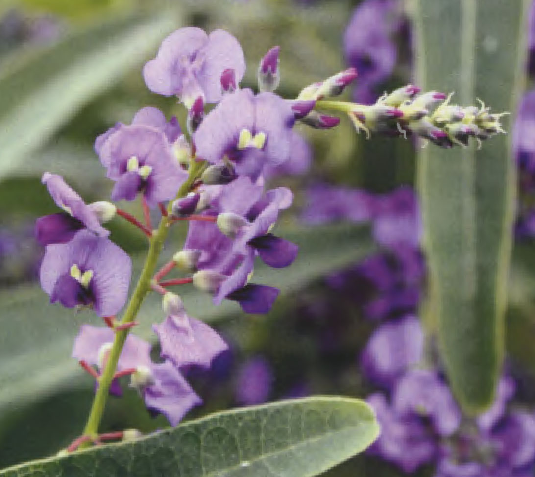 Hardenbergia violacea plant named `HB1.08`
