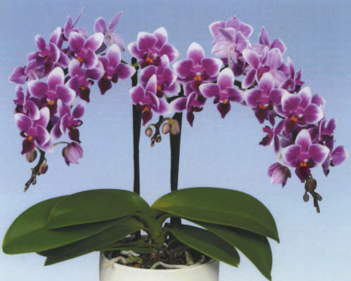Phalaenopsis orchid plant named `PHALDOMEO`