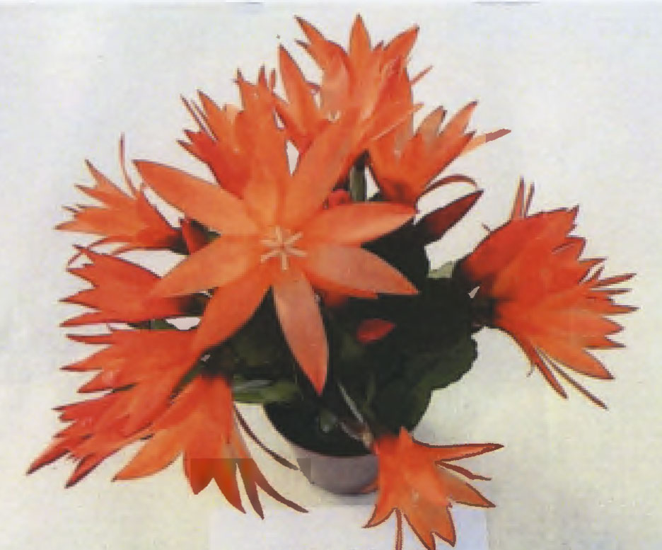Rhipsalidopsis plant named `PKMRhips05`