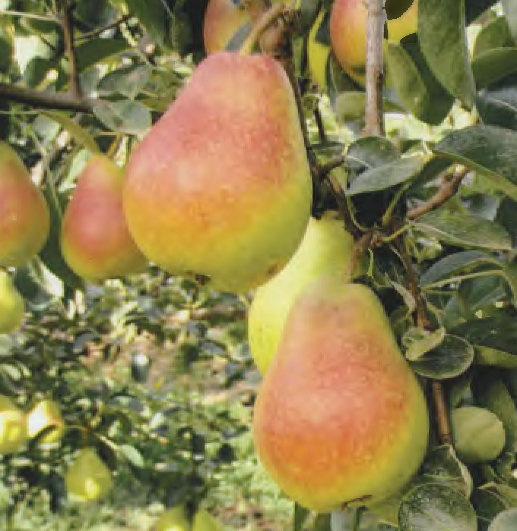 Pear tree named `ANP-0118`