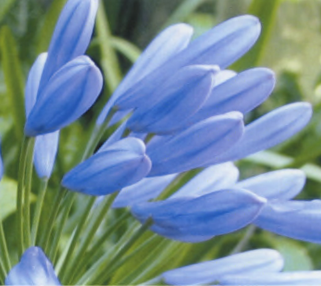 Agapanthus plant named `Croft's Pearl`