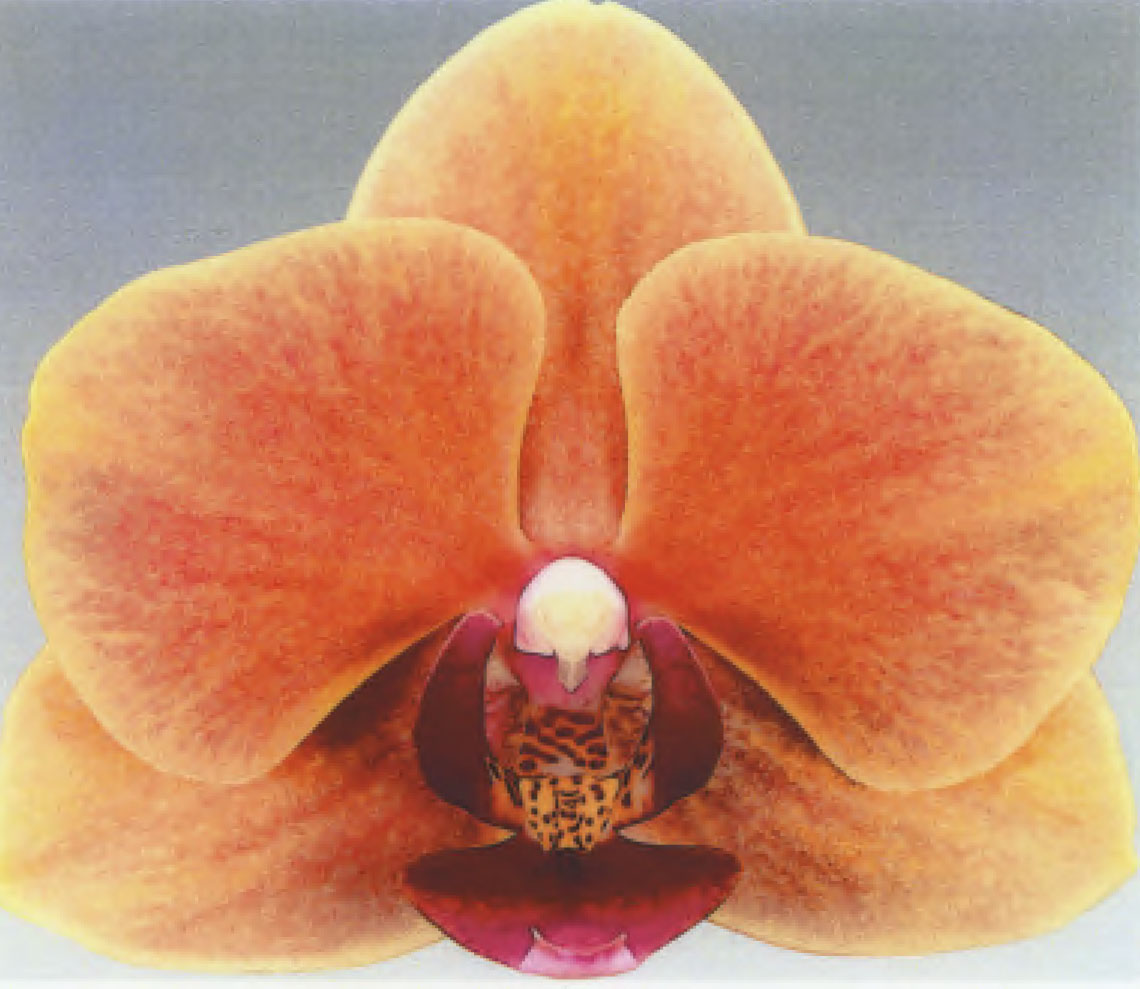 Phalaenopsis orchid plant named `Grazia`