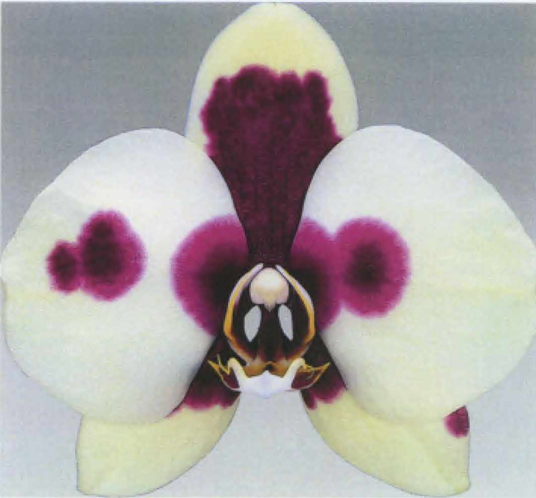 Phalaenopsis orchid plant named `Moondance`