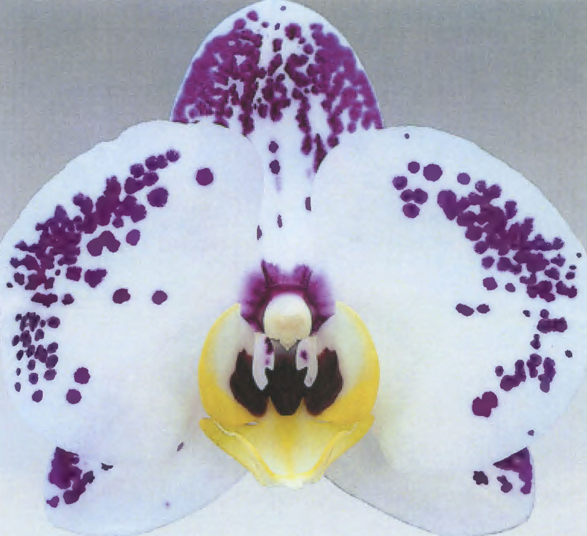 Phalaenopsis orchid plant named `Cupid Spirit`