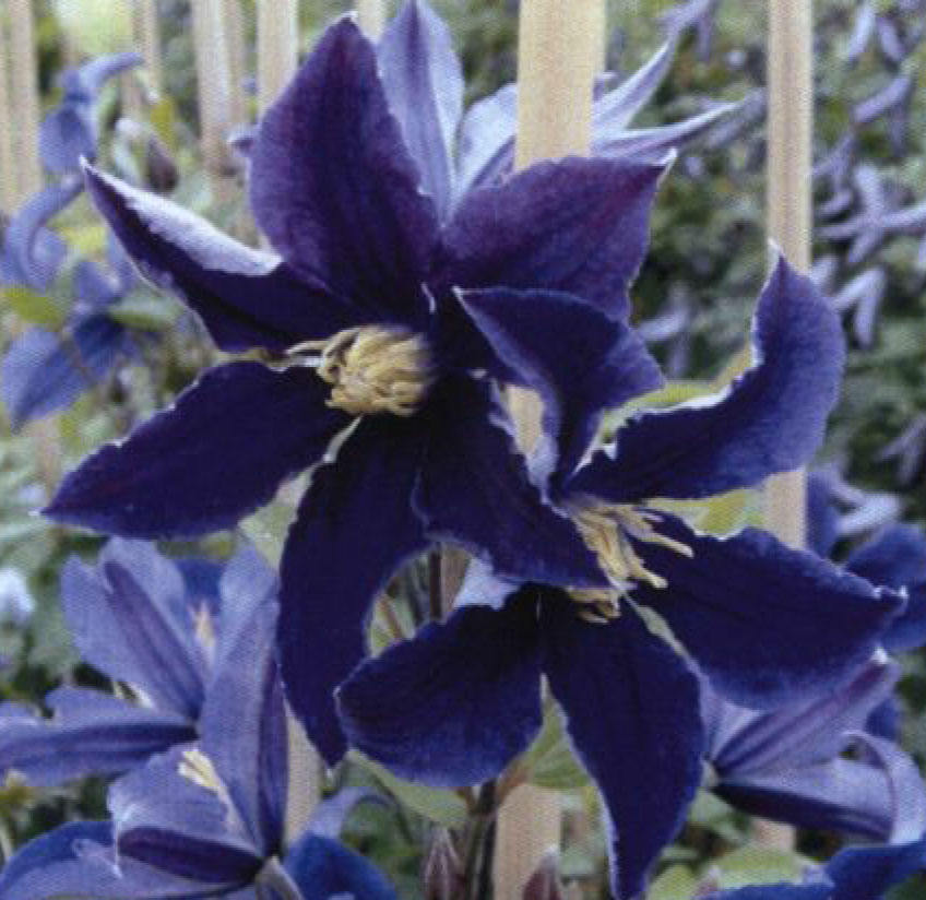 Clematis plant named `Zo06137`