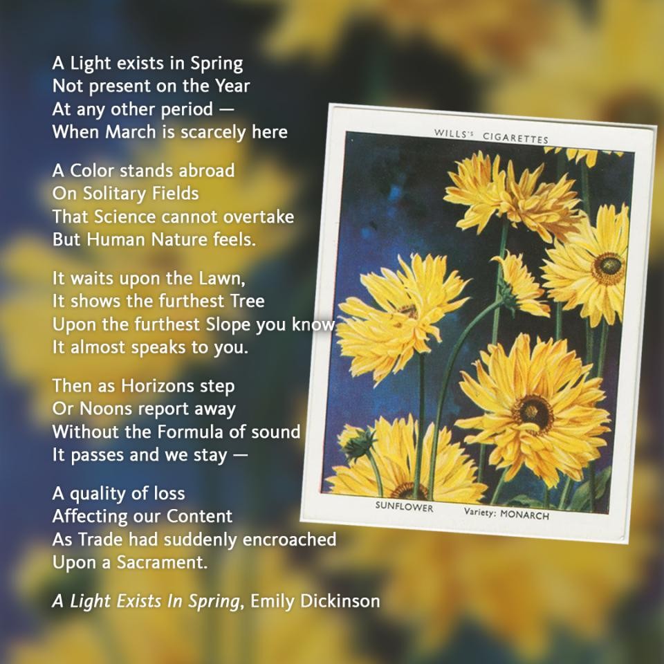 The poem “A Light Exists In Spring” by Emily Dickinson overlaid on an illustration of a sunflower