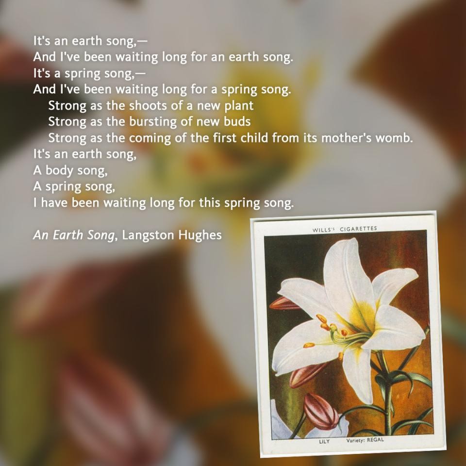 The poem “An Earth Song” by Langston Hughes overlaid on an illustration of a lily