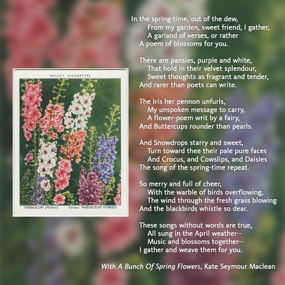 The poem “With A Bunch Of Spring Flowers” by Kate Seymour Maclean overlaid on an illustration of a verbascum