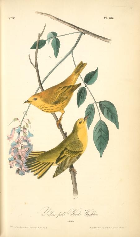 Yellow-poll Warbler, Males