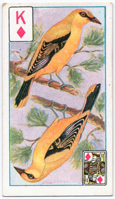 Birds of brilliant plummage., Digital ID 1131919, New York Public Library