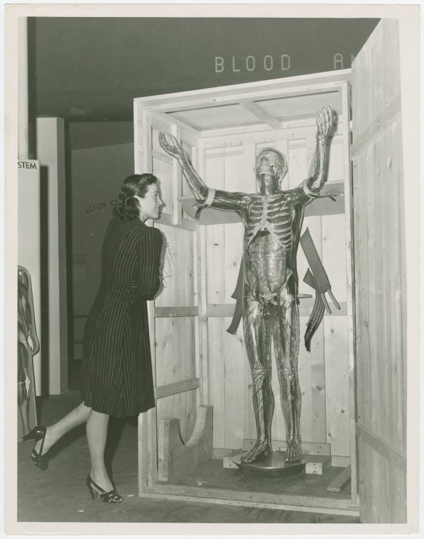 Medicine and Public Health - Woman looking at model of transparent man, Digital ID 1677893, New York Public Library
