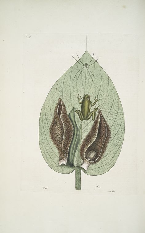 Rana viridis arborea