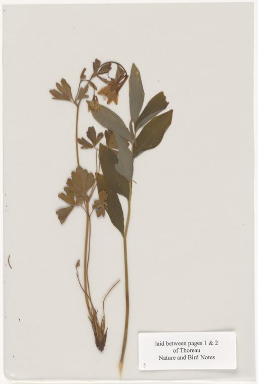 Flowers pressed by Henry David Thoreau in his volume of manuscript notes on nature and birds