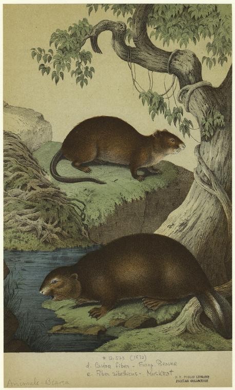 Castor Fiber -- Europ. Beaver ; Fiber Zibethicus -- Muskrat.,Castor fiber -- European beaver ; Fiber zibethicus -- muskrat., Digital ID 822121, New York Public Library