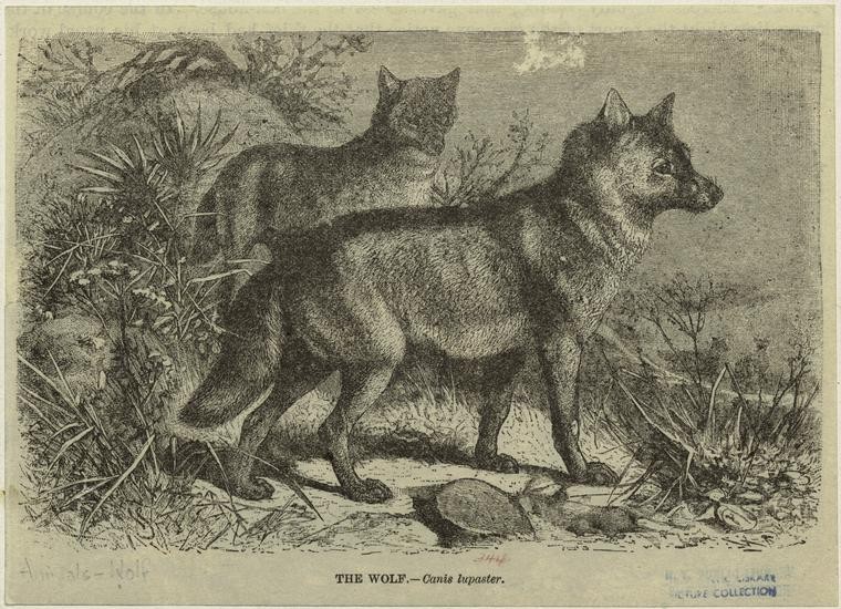 The Wolf -- Canis Lupaster.