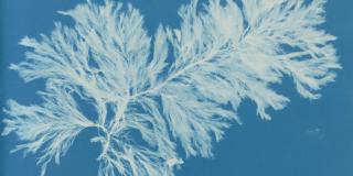 A cyanotype of algae is pictured, the blue tint of the cyanotype makes the plant structure incredibly detailed