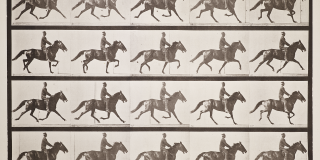 20 thumbnails of a horse galloping; sequentially showing how a horse moves