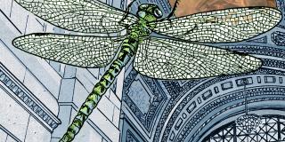 drawing of a dragonfly