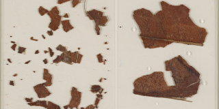 Several brown, jagged-edged fragments of varying sizes encapsulated in a mylar sleeve