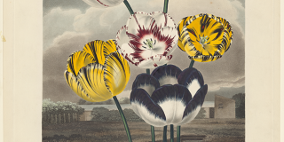 Colored print showing the heads of six tulips of varying colors, depicted over a landscape background
