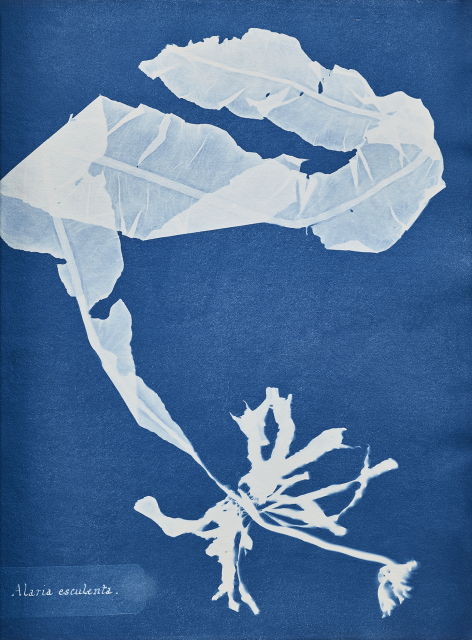 A photograph of a cyanotype. A page colored a vivid deep blue. Silhouetted against the blue, in a much paler whitish blue, is the outline of a sample of seaweed or algae, labeled with its Latin name in the bottom left corner.
