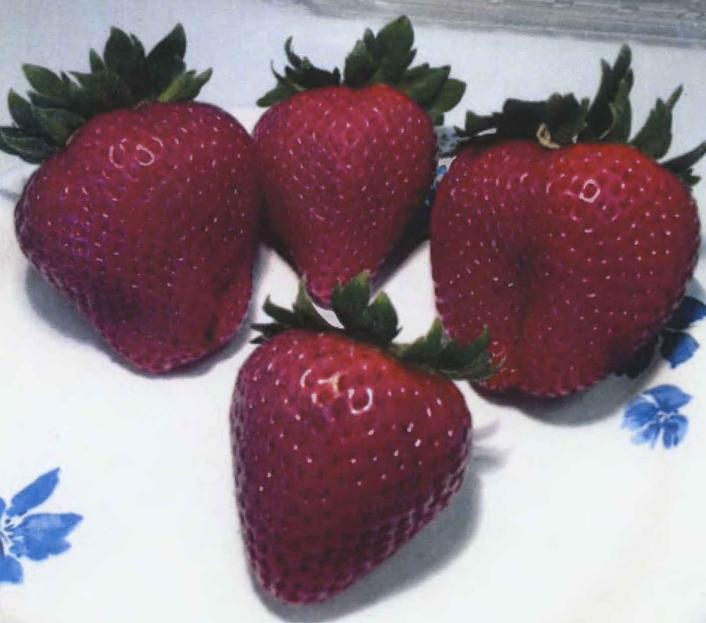 Strawberry plant named `Crystalina`